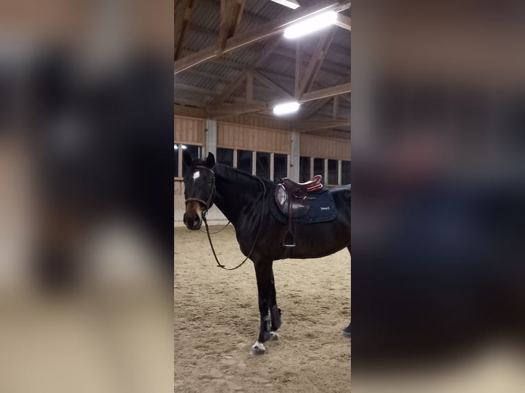 Österreichisches Warmblut Stute 6 Jahre 170 cm Schwarzbrauner in Berg im Attergau