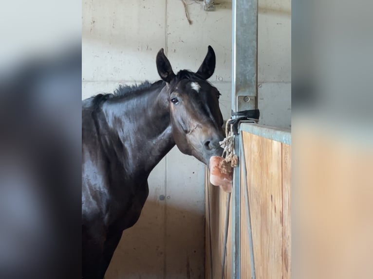 Österreichisches Warmblut Stute 6 Jahre 170 cm Schwarzbrauner in Kirchdorf in Tirol