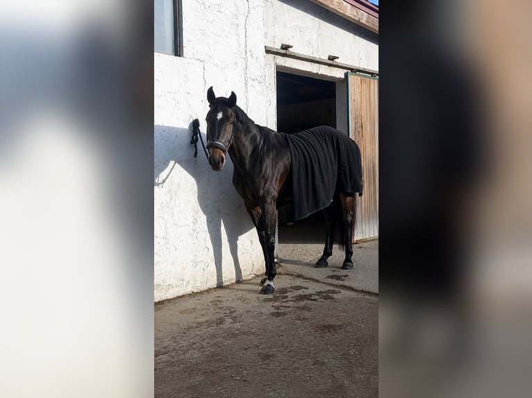 Österreichisches Warmblut Stute 6 Jahre 170 cm Schwarzbrauner in Kirchdorf in Tirol