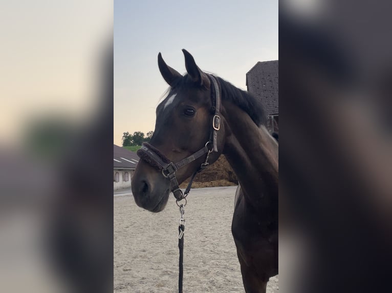 Österreichisches Warmblut Stute 6 Jahre 170 cm Schwarzbrauner in Kirchdorf in Tirol