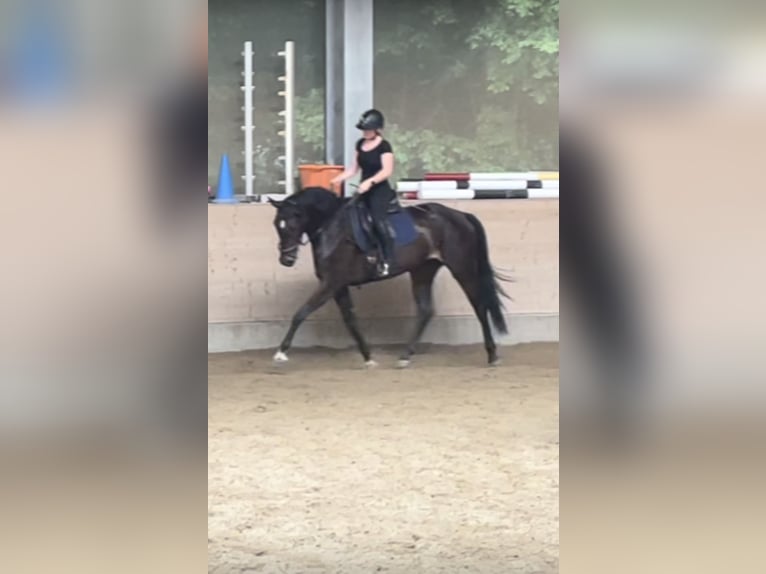 Österreichisches Warmblut Stute 6 Jahre 170 cm Schwarzbrauner in Kirchdorf in Tirol