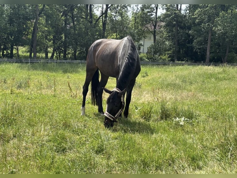 Österreichisches Warmblut Stute 6 Jahre 172 cm Dunkelbrauner in Waldkraiburg