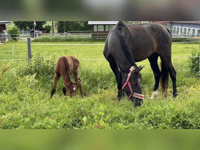 Österreichisches Warmblut Stute 6 Jahre 172 cm Dunkelbrauner in Waldkraiburg