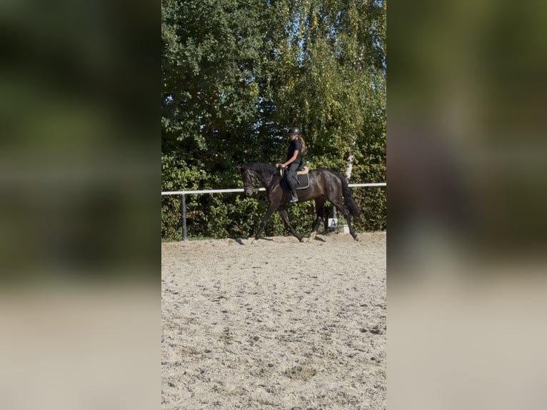 Österreichisches Warmblut Stute 6 Jahre 172 cm Dunkelbrauner in Waldkraiburg