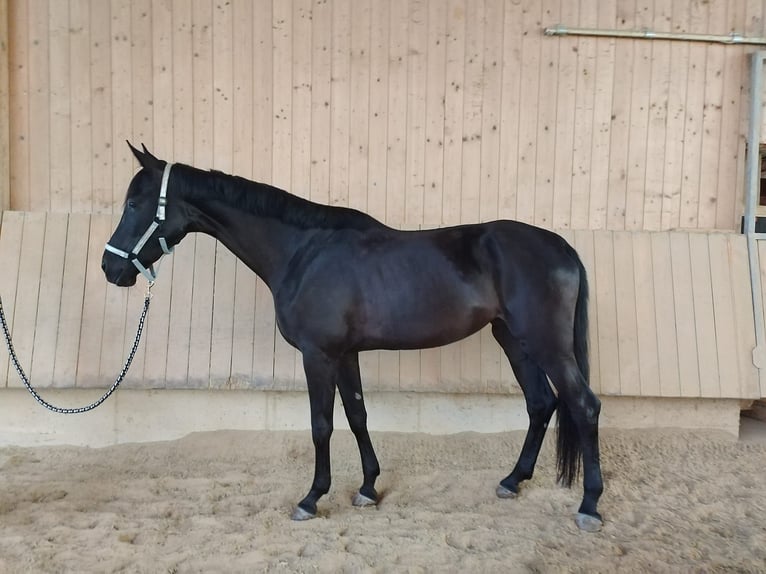Österreichisches Warmblut Stute 6 Jahre 172 cm Rappe in Tiefgraben