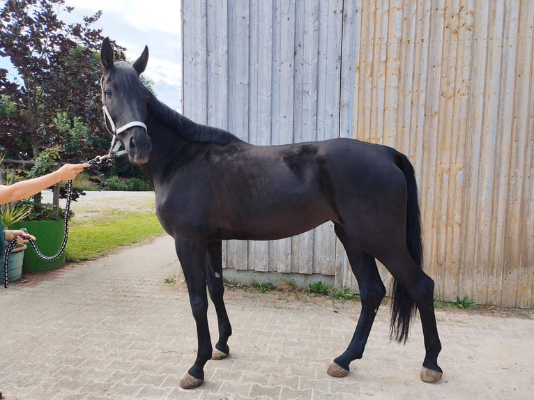 Österreichisches Warmblut Stute 6 Jahre 172 cm Rappe in Tiefgraben