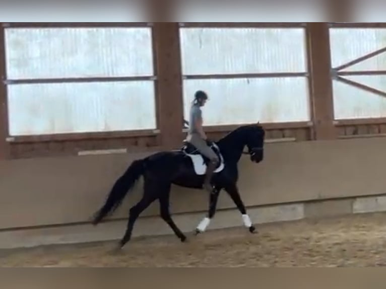 Österreichisches Warmblut Stute 6 Jahre 172 cm Rappe in Tiefgraben