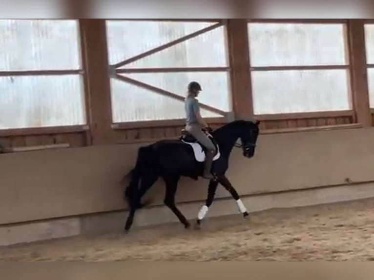 Österreichisches Warmblut Stute 6 Jahre 172 cm Rappe in Tiefgraben