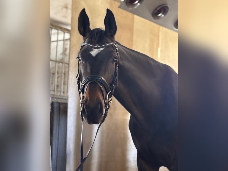 Österreichisches Warmblut Stute 6 Jahre 173 cm Brauner in Stadl-Paura