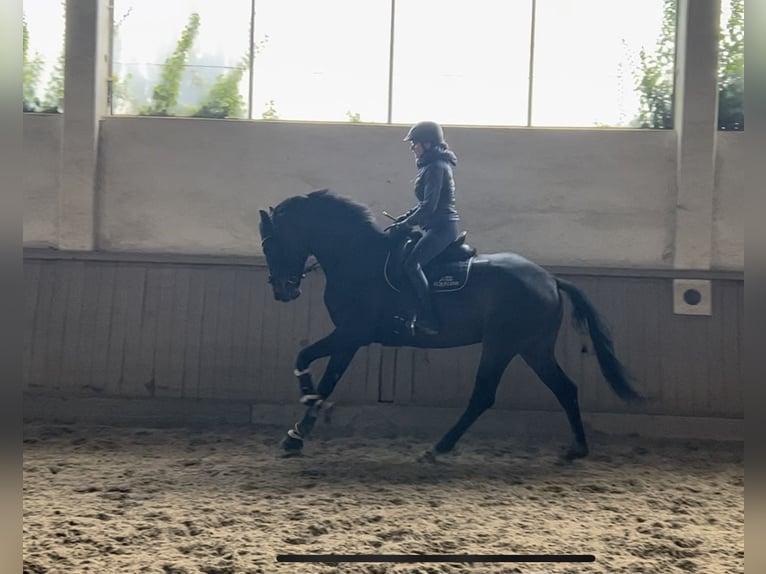 Österreichisches Warmblut Stute 6 Jahre 174 cm Schwarzbrauner in Altenfelden