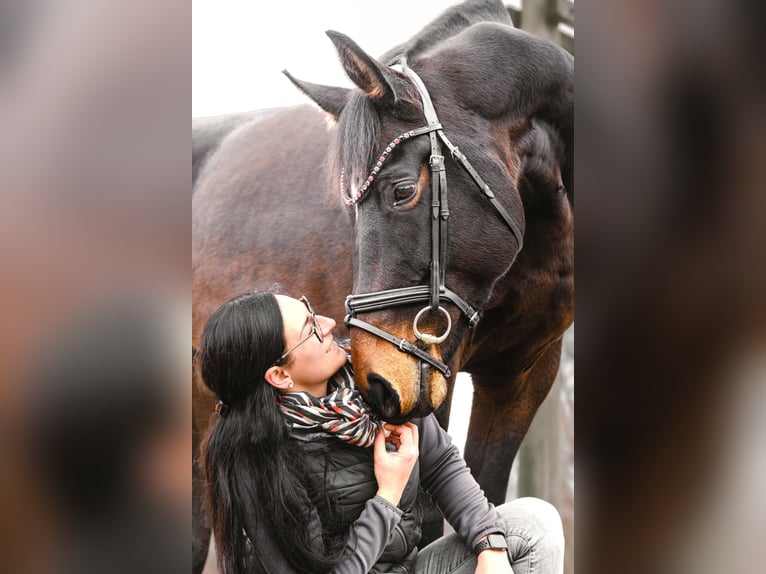 Österreichisches Warmblut Stute 6 Jahre 174 cm Schwarzbrauner in Altenfelden
