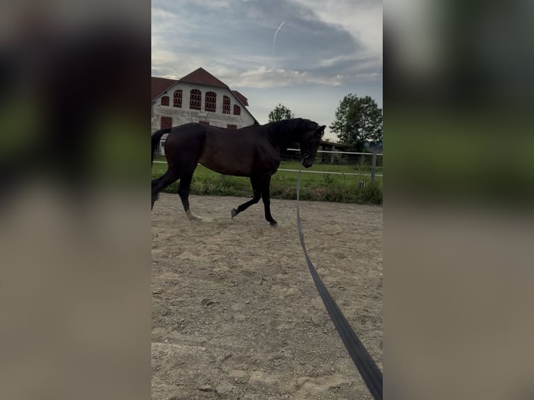 Österreichisches Warmblut Stute 6 Jahre 176 cm Dunkelbrauner in Magdalensberg