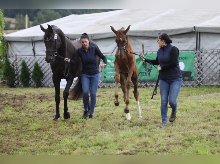 Österreichisches Warmblut Stute 6 Jahre 176 cm Schwarzbrauner in Altenfelden