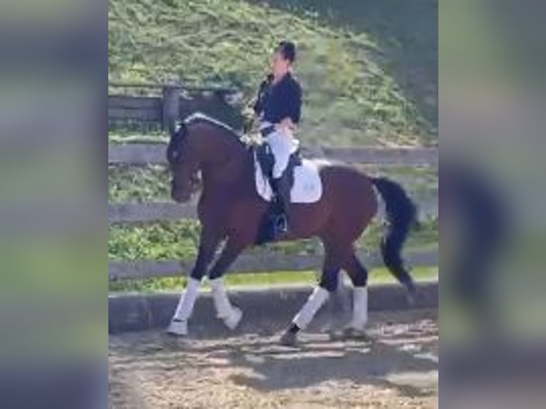 Österreichisches Warmblut Stute 7 Jahre 163 cm Brauner in Birkfeld