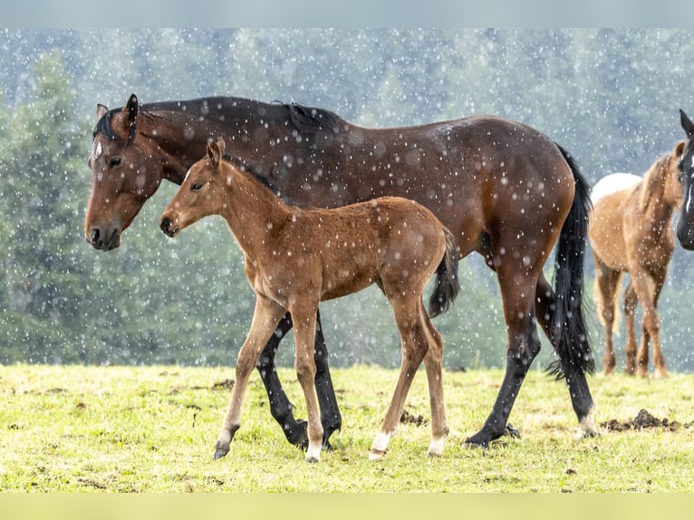 Österreichisches Warmblut Stute 7 Jahre 163 cm Brauner in Birkfeld