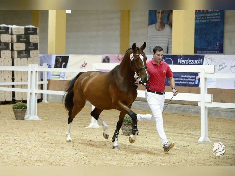 Österreichisches Warmblut Stute 7 Jahre 163 cm Brauner in Graz Österreichisches Warmblut Stute 7 Jahre 163 cm Brauner in Graz