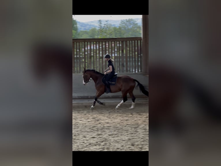 Österreichisches Warmblut Stute 7 Jahre 164 cm Brauner in Graz,12.Bez.:Andritz