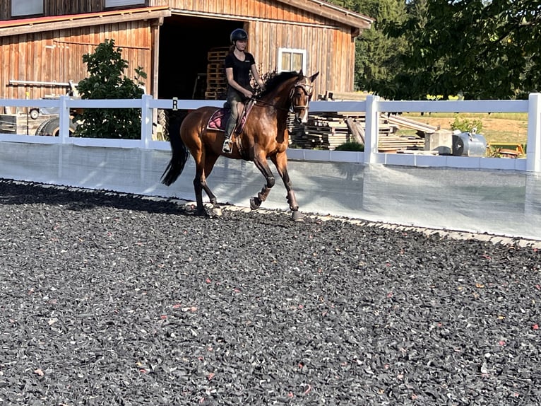 Österreichisches Warmblut Stute 7 Jahre 165 cm Brauner in Gföhl