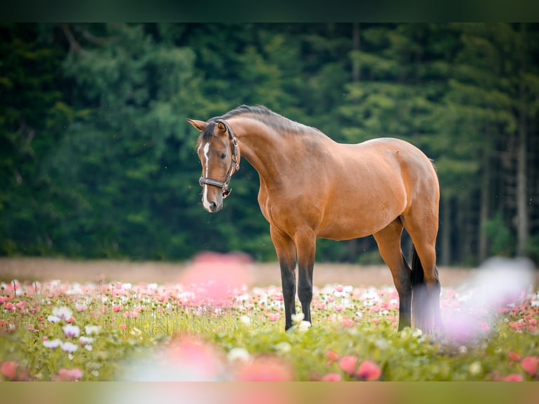 Österreichisches Warmblut Stute 7 Jahre 165 cm Brauner in Gföhl