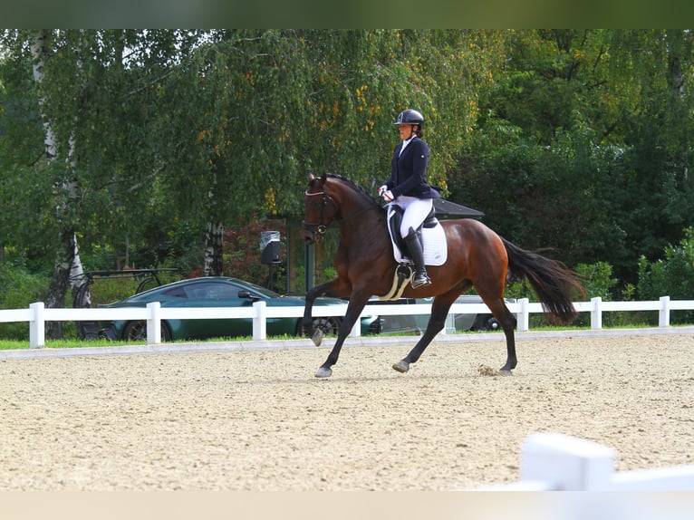 Österreichisches Warmblut Stute 7 Jahre 167 cm Brauner in St Marein bei Graz