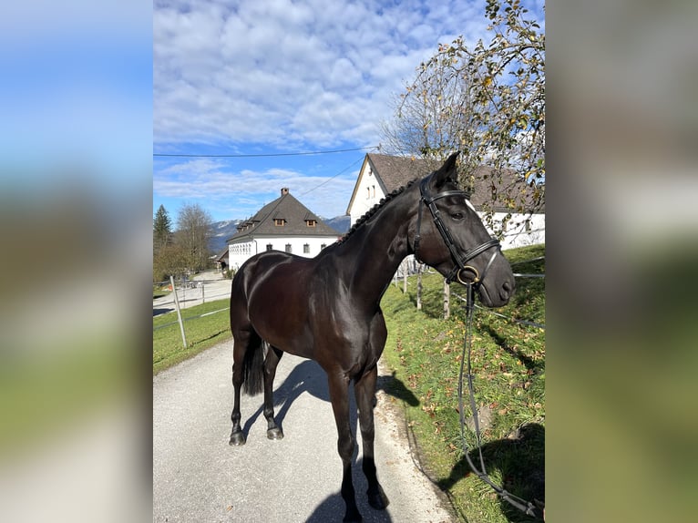 Österreichisches Warmblut Stute 7 Jahre 170 cm Rappe in Gleinkerau