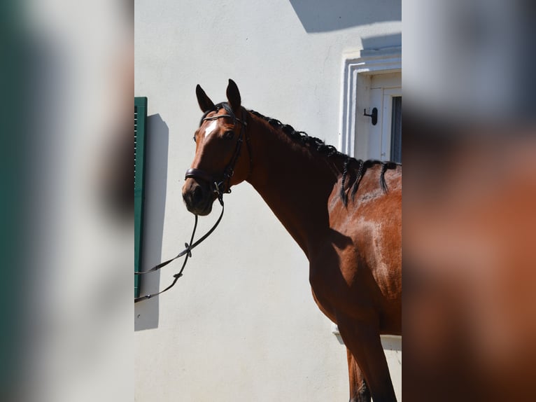 Österreichisches Warmblut Stute 7 Jahre 172 cm Brauner in Gleisdorf