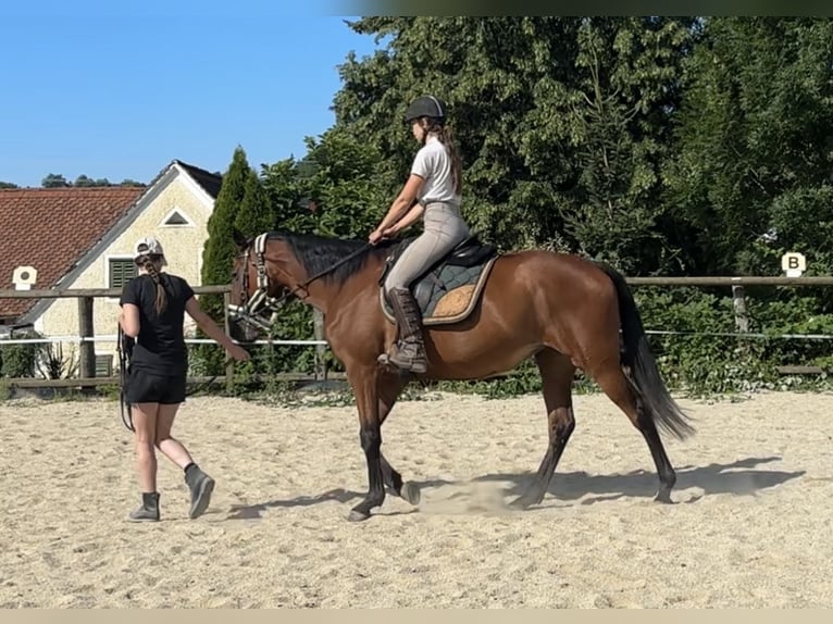 Österreichisches Warmblut Stute 7 Jahre 172 cm Brauner in Gleisdorf