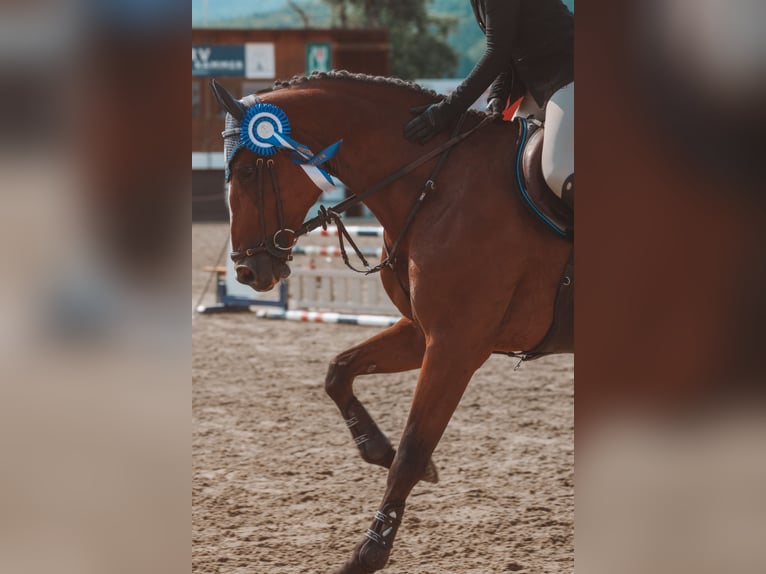 Österreichisches Warmblut Stute 7 Jahre 172 cm Brauner in Mösendorf
