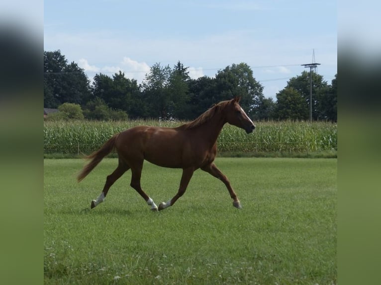 Österreichisches Warmblut Stute 7 Jahre 172 cm Fuchs in Neumarkt in der Oberpfalz