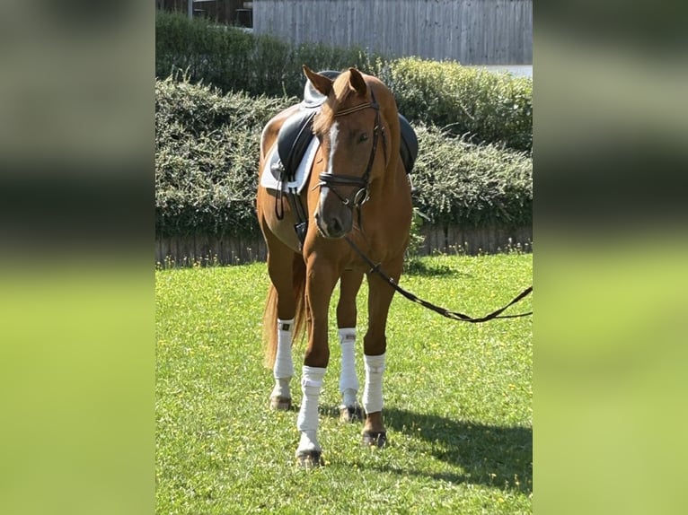 Österreichisches Warmblut Stute 7 Jahre 172 cm Fuchs in Neumarkt in der Oberpfalz