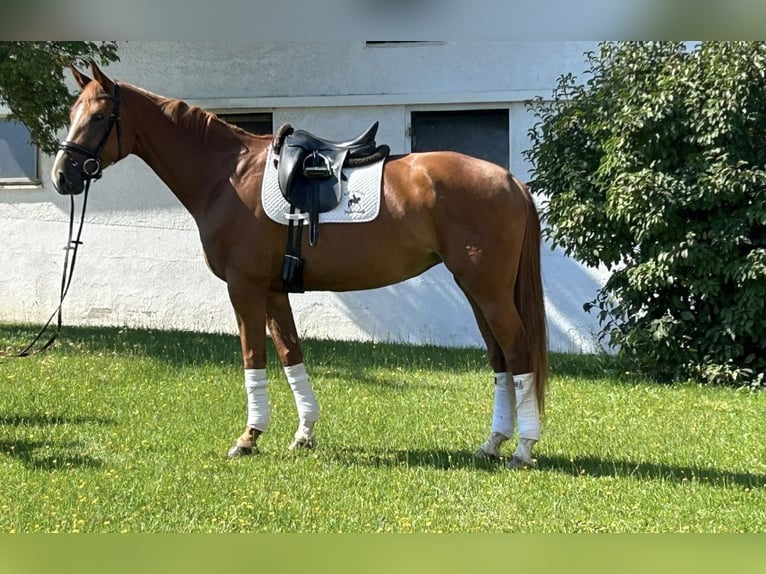 Österreichisches Warmblut Stute 7 Jahre 172 cm Fuchs in Neumarkt in der Oberpfalz
