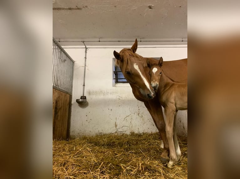Österreichisches Warmblut Stute 7 Jahre 172 cm Fuchs in Neumarkt in der Oberpfalz
