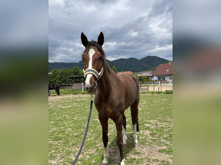 Österreichisches Warmblut Stute 7 Jahre 173 cm Dunkelfuchs in Kapfenberg