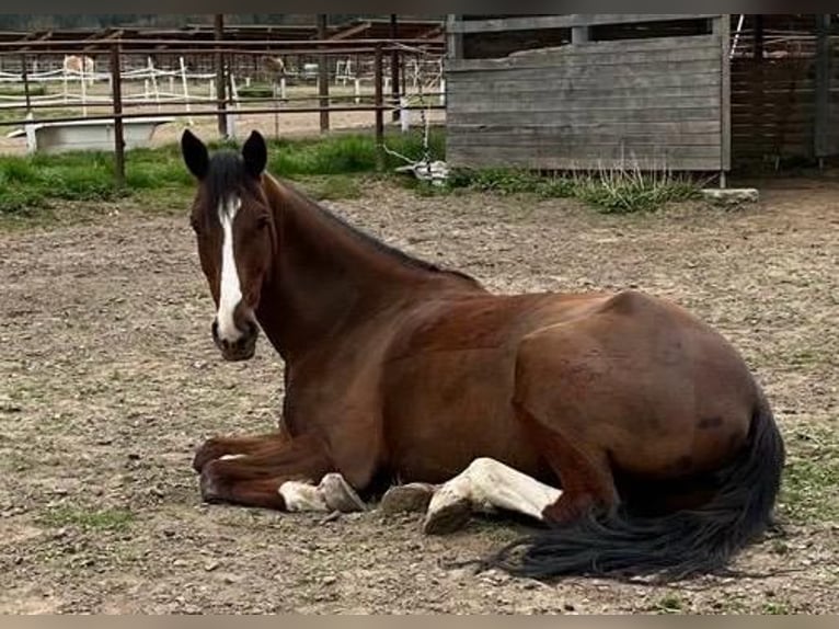 Österreichisches Warmblut Stute 7 Jahre 173 cm Dunkelfuchs in Kapfenberg