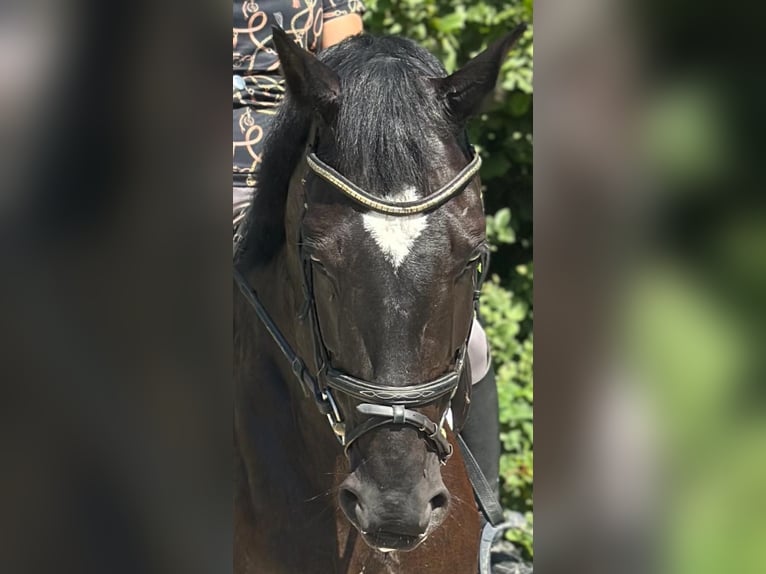 Österreichisches Warmblut Stute 7 Jahre 174 cm Rappe in Gleinkerau