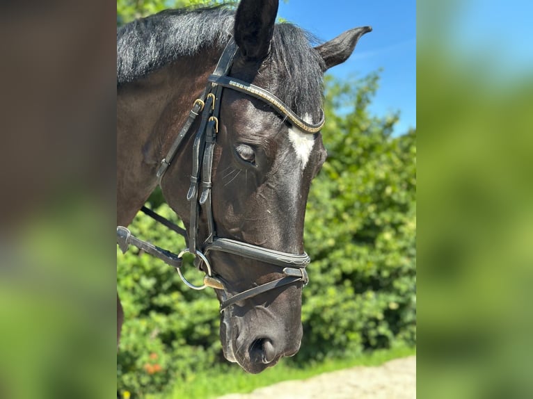 Österreichisches Warmblut Stute 7 Jahre 174 cm Rappe in Gleinkerau
