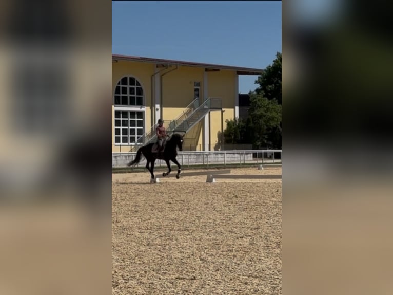 Österreichisches Warmblut Stute 7 Jahre 174 cm Rappe in Gleinkerau