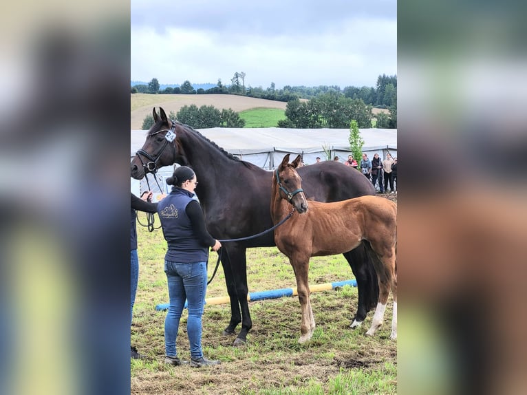 Österreichisches Warmblut Stute 7 Jahre 174 cm Schwarzbrauner in Rohrbach