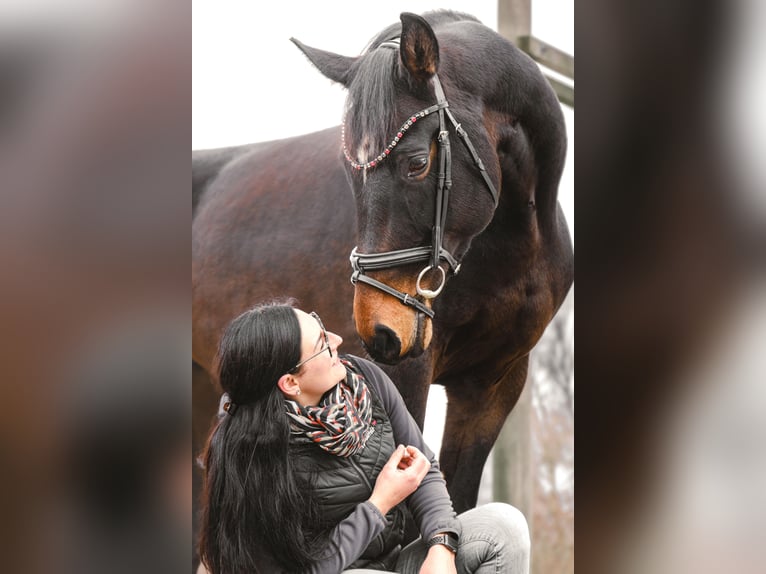Österreichisches Warmblut Stute 7 Jahre 174 cm Schwarzbrauner in Rohrbach