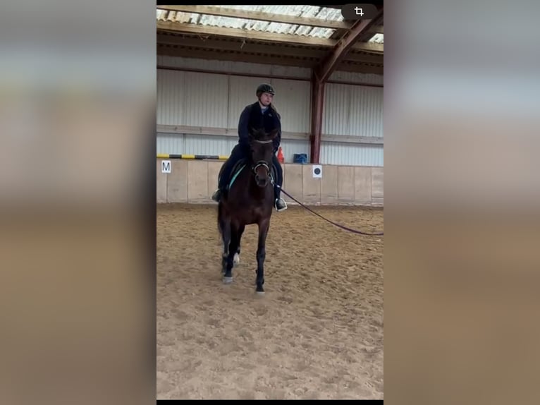 Österreichisches Warmblut Mix Stute 7 Jahre 176 cm Brauner in Lannach