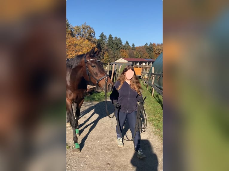 Österreichisches Warmblut Mix Stute 7 Jahre 176 cm Brauner in Lannach