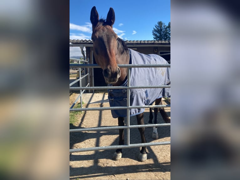 Österreichisches Warmblut Mix Stute 7 Jahre 176 cm Brauner in Lannach