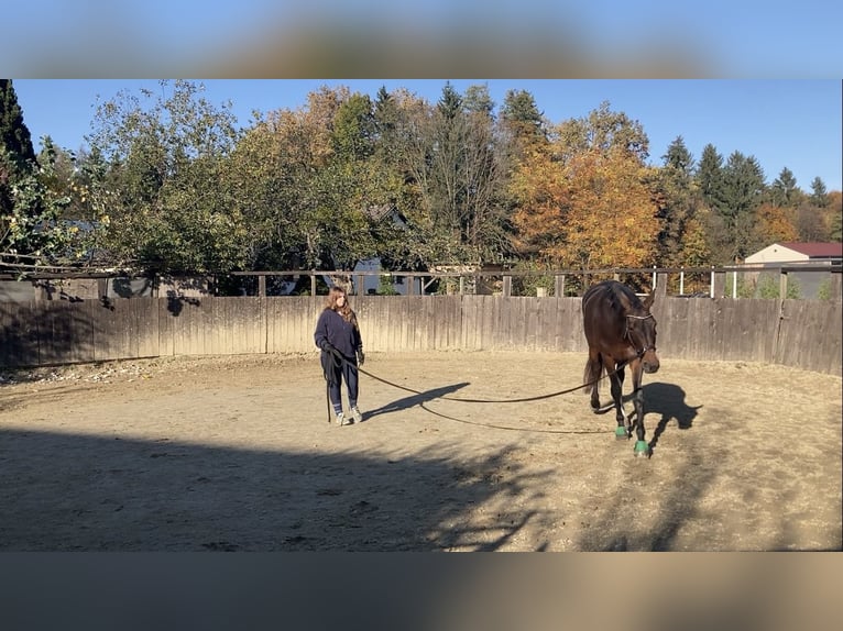 Österreichisches Warmblut Mix Stute 7 Jahre 176 cm Brauner in Lannach