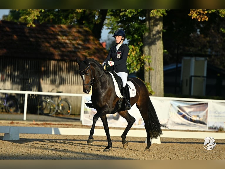 Österreichisches Warmblut Stute 7 Jahre Dunkelbrauner in Gössendorf