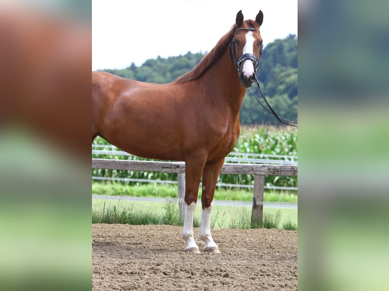 Österreichisches Warmblut Stute 8 Jahre 162 cm Fuchs in Ansfelden
