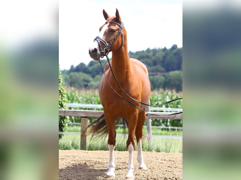 Österreichisches Warmblut Stute 8 Jahre 162 cm Fuchs in Ansfelden
