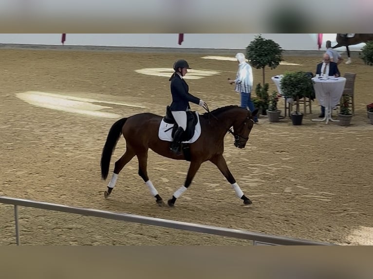 Österreichisches Warmblut Stute 8 Jahre 163 cm Brauner in Roitham