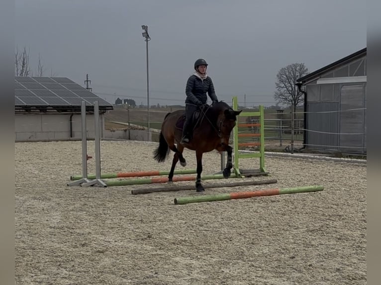 Österreichisches Warmblut Stute 8 Jahre 163 cm Brauner in Roitham