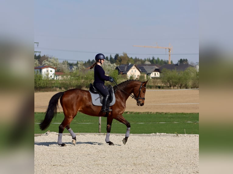 Österreichisches Warmblut Stute 8 Jahre 163 cm Brauner in Roitham