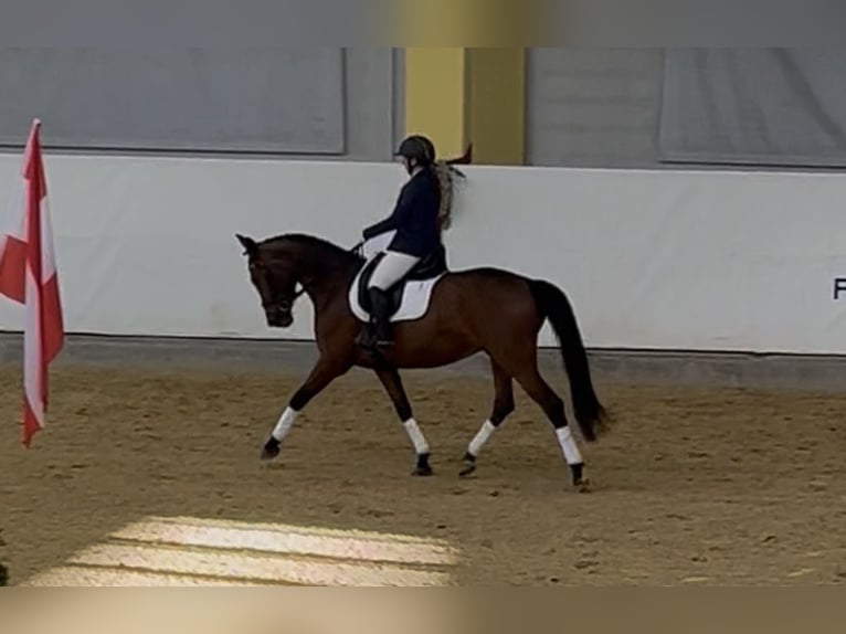 Österreichisches Warmblut Stute 8 Jahre 163 cm Brauner in Roitham